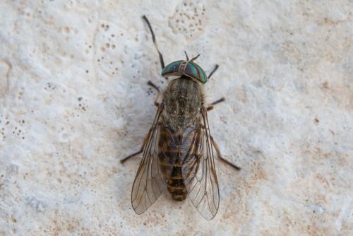 Réf. 296 473 : Tabanus exclusus